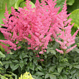 Астильба японская Jump and Jive Астильба японская Jump and Jive