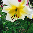 Лилия ОТ-гибрид Лейт Морнинг