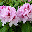 Рододендрон гибридный Ле Прогрес