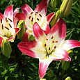 Лилия азиатская Лоллипоп