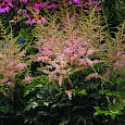 Астильба простолистная Hennie Graafland Астильба простолистная Hennie Graafland