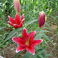 Лилия восточная Кобра