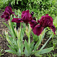 Ирис карликовый Cherry Garden