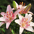 Лилия азиатская Танго Оушн Бриз