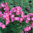 Флокс метельчатый Лиззи Флокс метельчатый Лиззи