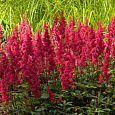 Астильба японская Везувий