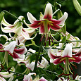 Лилия ОТ-гибрид Лесли Вудрифф