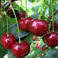 Вишнево-черешневый гибрид (Дюк) Спартанка Вишнево-черешневый гибрид (Дюк) Спартанка