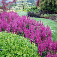 Астильба китайская Вижнс