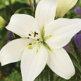 Лилия ла-гибрид Литовен
