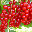 Смородина красная Щедрая