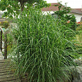 Мискантус китайский Пунктчен