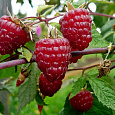 Малина обыкновенная Феномен