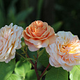 Роза парковая Чарльз Остин