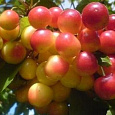 Черешня  Наслаждение