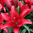 Лилия ЛА-гибрид Блэкберн