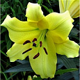 Лилия ОТ-гибрид Понтиак