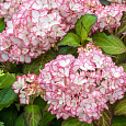 Гортензия крупнолистовая Мирей