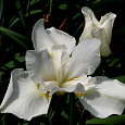 Ирис сибирский Вайт Свёл