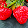 Земляника садовая Маэстро