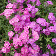 Флокс друммонда Красотка в розовом