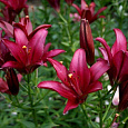 Лилия ЛА-гибрид Сигалон
