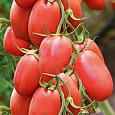 Томат Розовый Агат