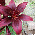 Лилия азиатская Маскара