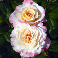 Роза Чайно-гибридная Aquarell