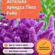 Астильба Арендса Пёпл Рейн Астильба Арендса Пёпл Рейн