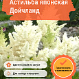 Астильба японская Дойчланд Астильба японская Дойчланд