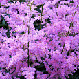 Астильба гибридная Юник Лилак
