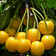 Черешня  Золотая