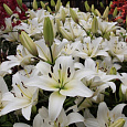 Лилия азиатская Навона