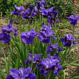 Ирис сибирский Раффлд Велвет
