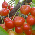 Черешня Медуница