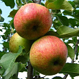 Яблоня Орлинка