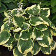 Хоста гибридная Роберт Фрост